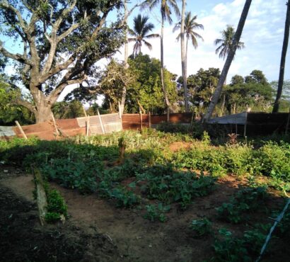 Noticias MSA: Projeto sustentável: «Centro Agropecuario de Muvamba»